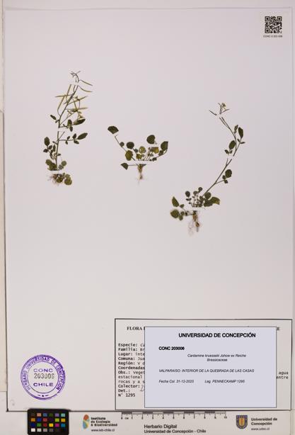 Cardamine kruesselii [Espécimen: UDEC:CONC:0203006]