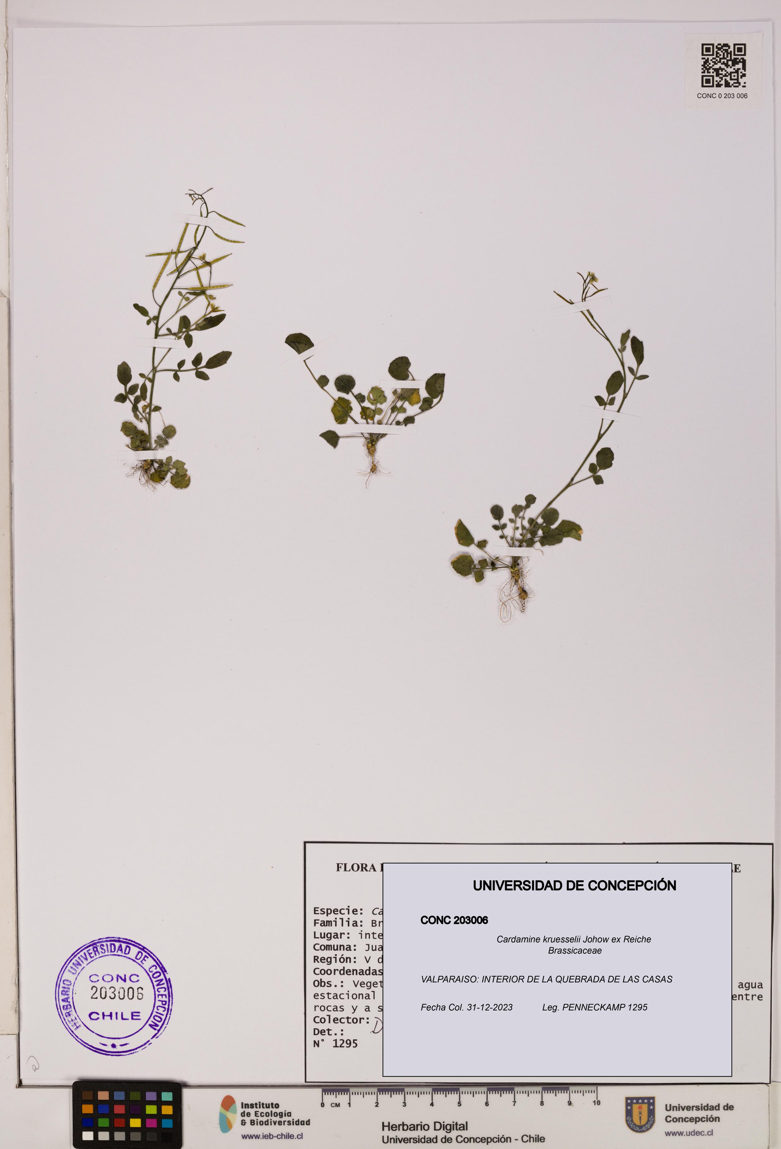 Cardamine kruesselii [Espécimen: UDEC:CONC:0203006]