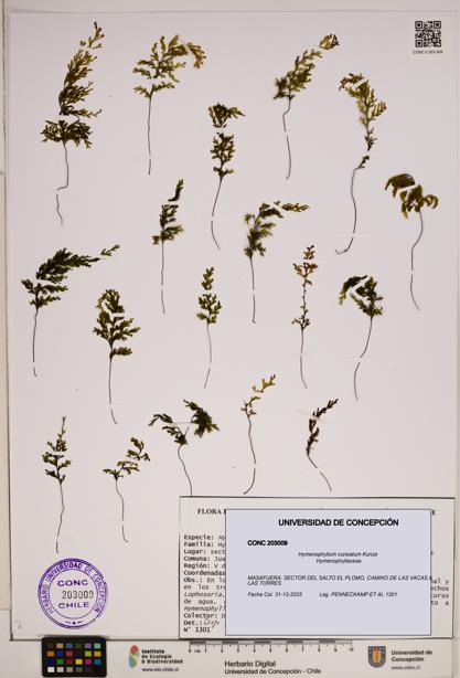 Hymenophyllum cuneatum [Espécimen: ]