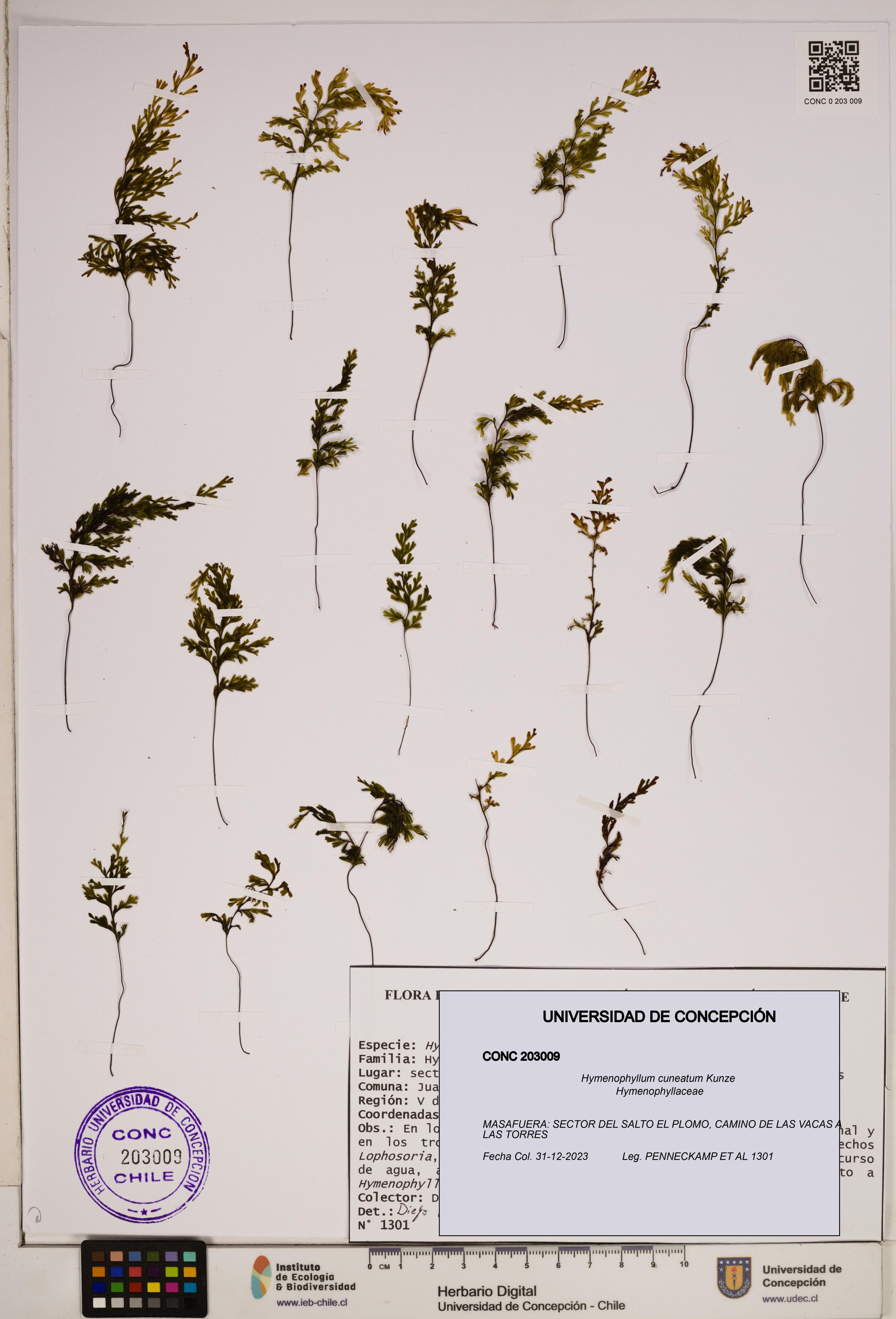Hymenophyllum cuneatum [Espécimen: ]