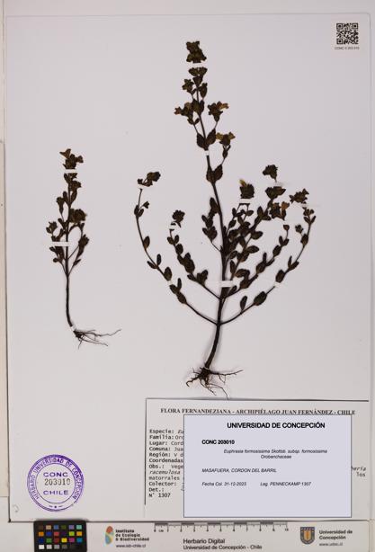 Euphrasia formosissima subsp. formosissima [Espécimen: UDEC:CONC:0203010]