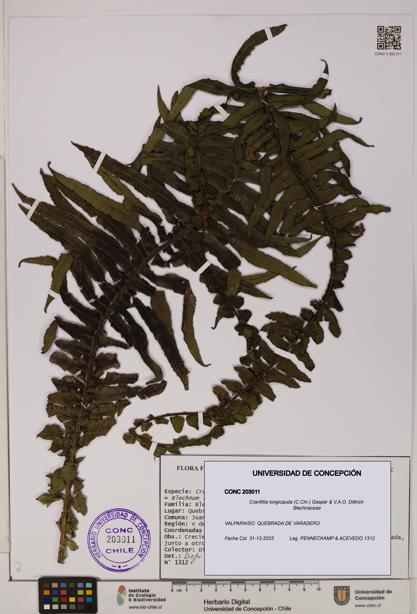 Cranfillia longicauda [Espécimen: UDEC:CONC:0203011]