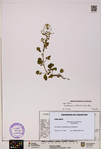 Cardamine bonariensis [Espécimen: UDEC:CONC:0203012]
