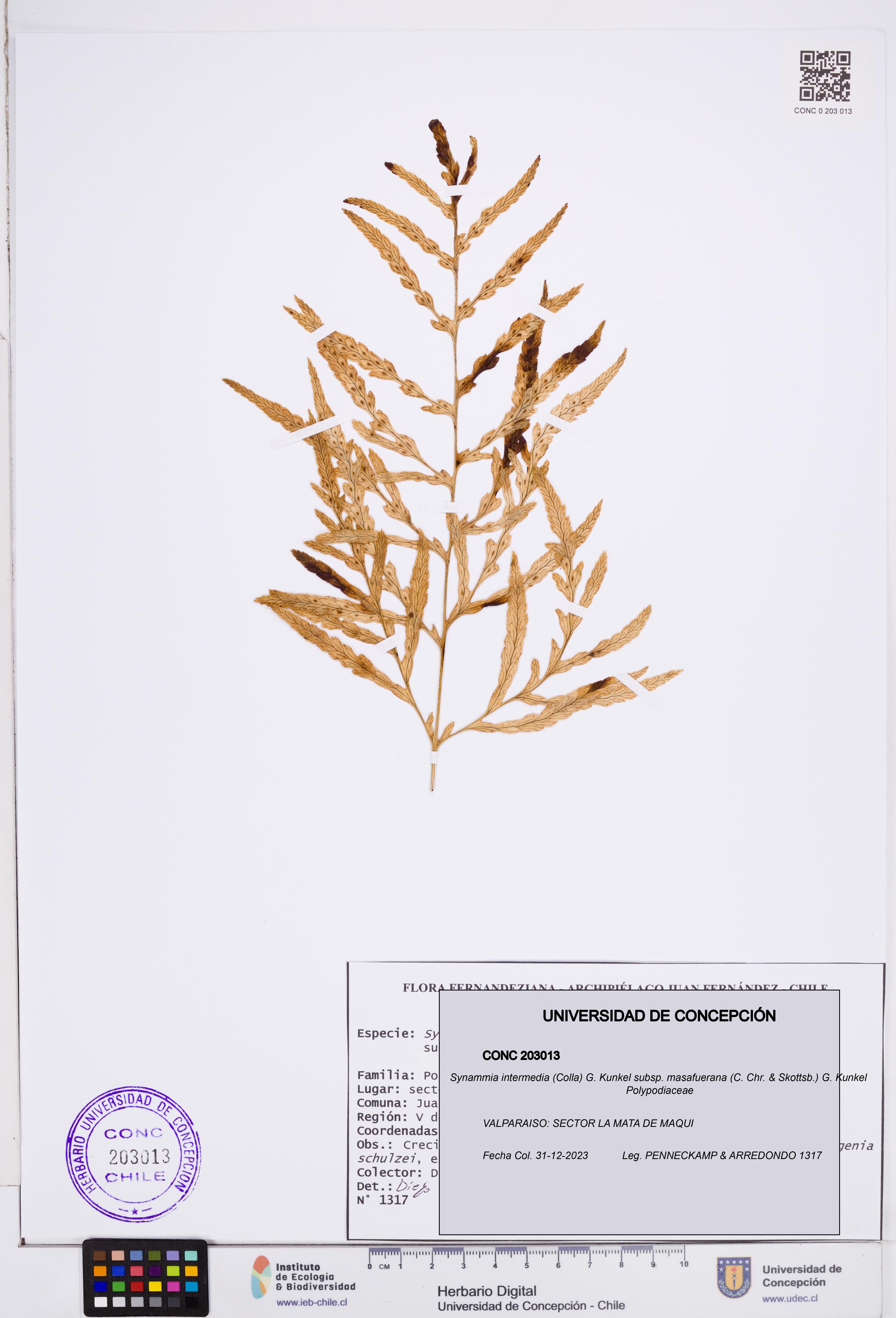 Synammia intermedia [Espécimen: ]