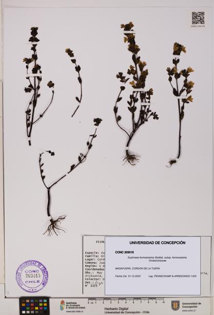 Euphrasia formosissima subsp. formosissima [Espécimen: UDEC:CONC:0203015]