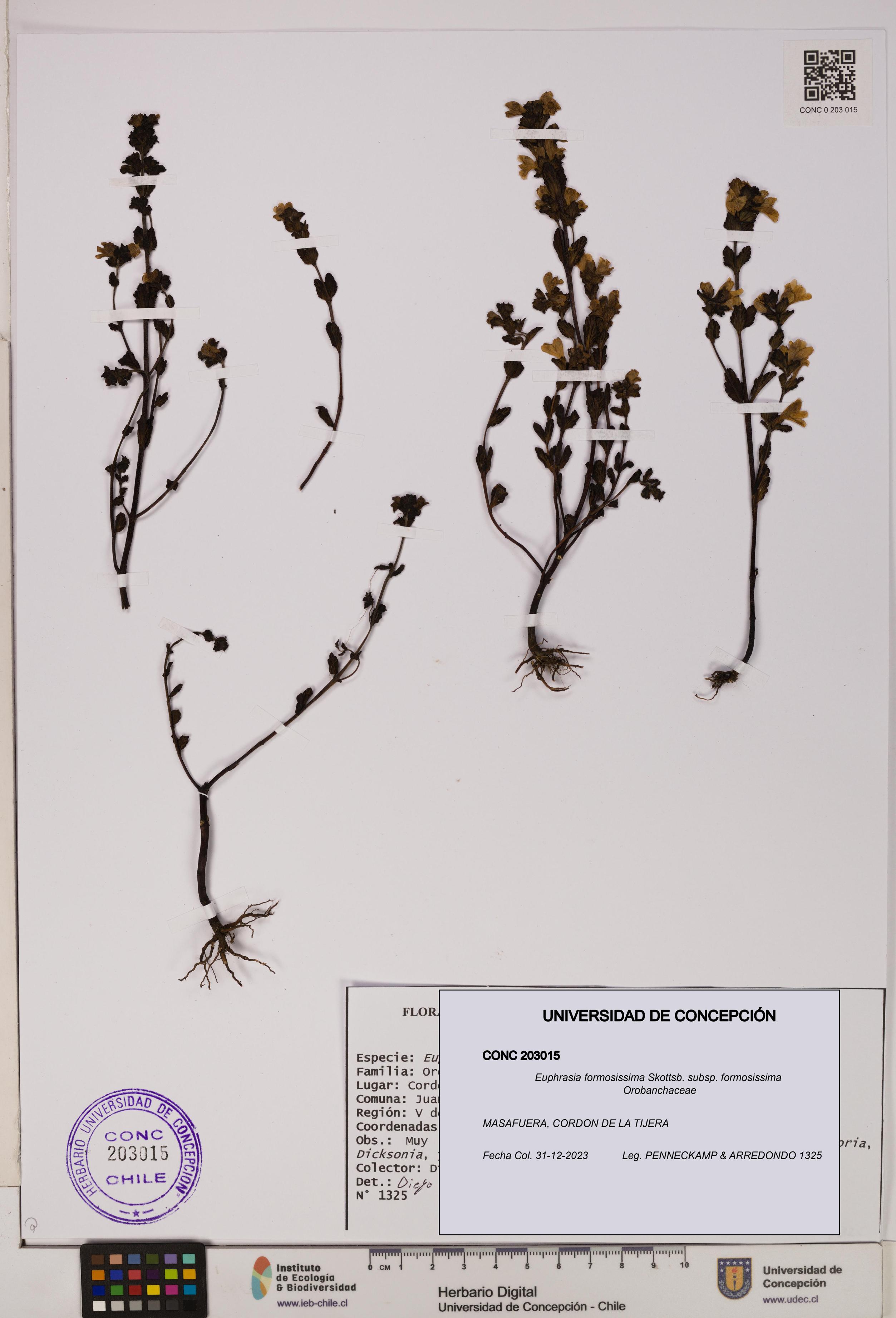 Euphrasia formosissima subsp. formosissima [Espécimen: UDEC:CONC:0203015]
