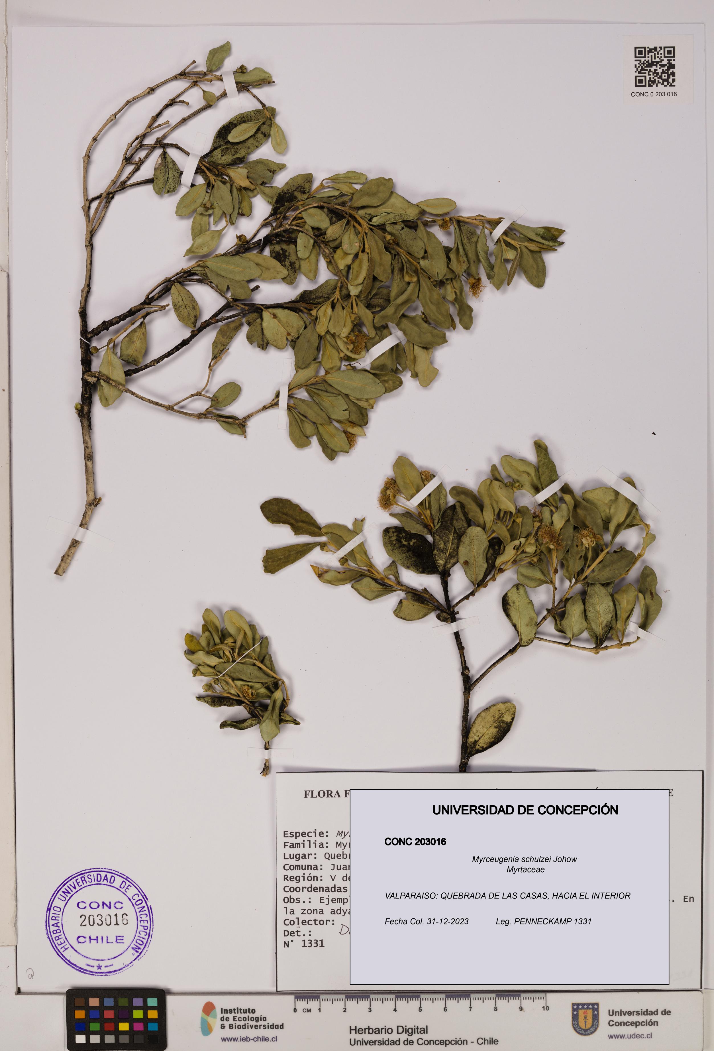 Myrceugenia schulzei [Espécimen: UDEC:CONC:0203016]