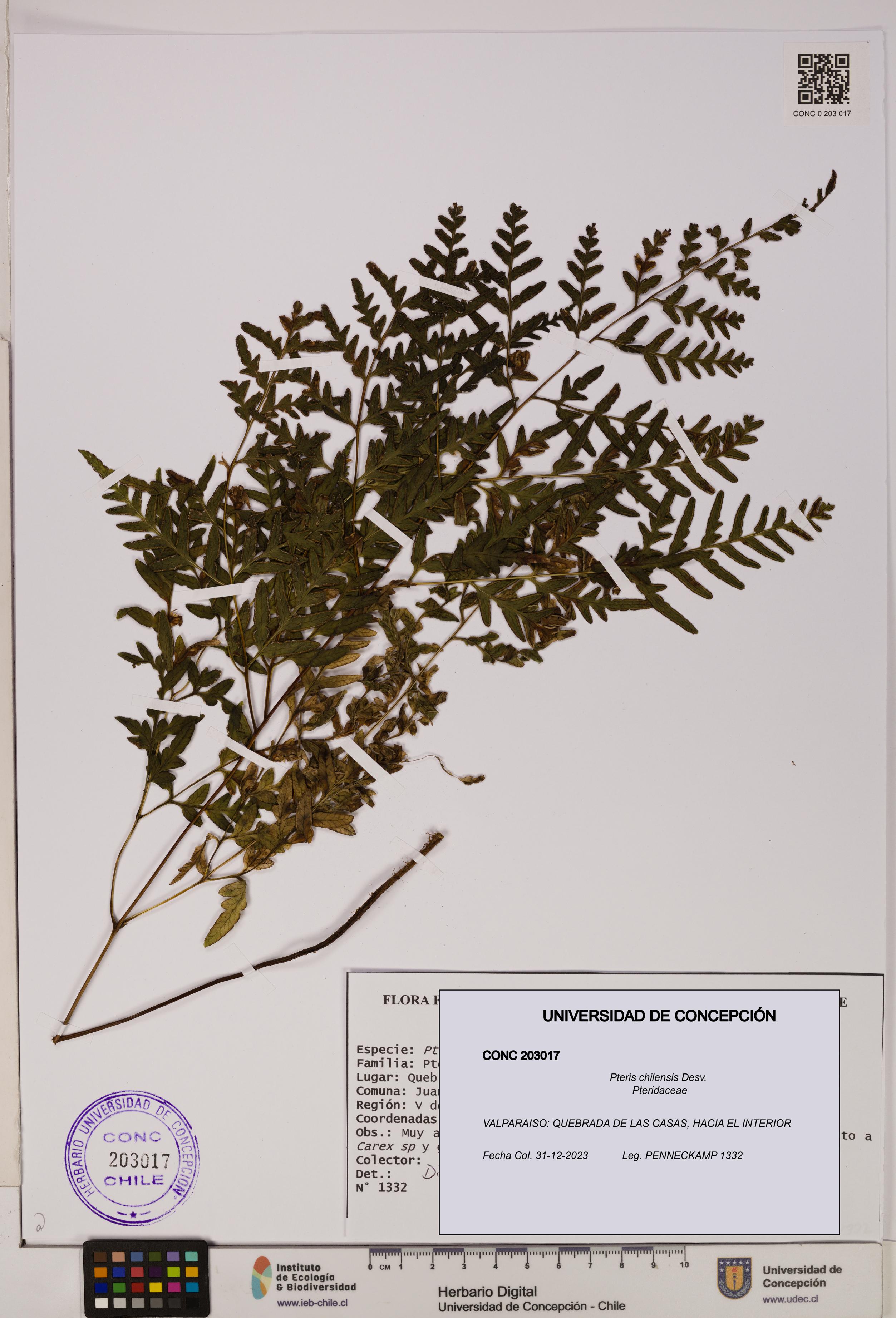 Pteris chilensis [Espécimen: UDEC:CONC:0203017]