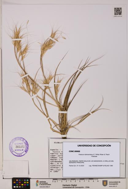 Festuca robinsoniana [Espécimen: UDEC:CONC:0203022]