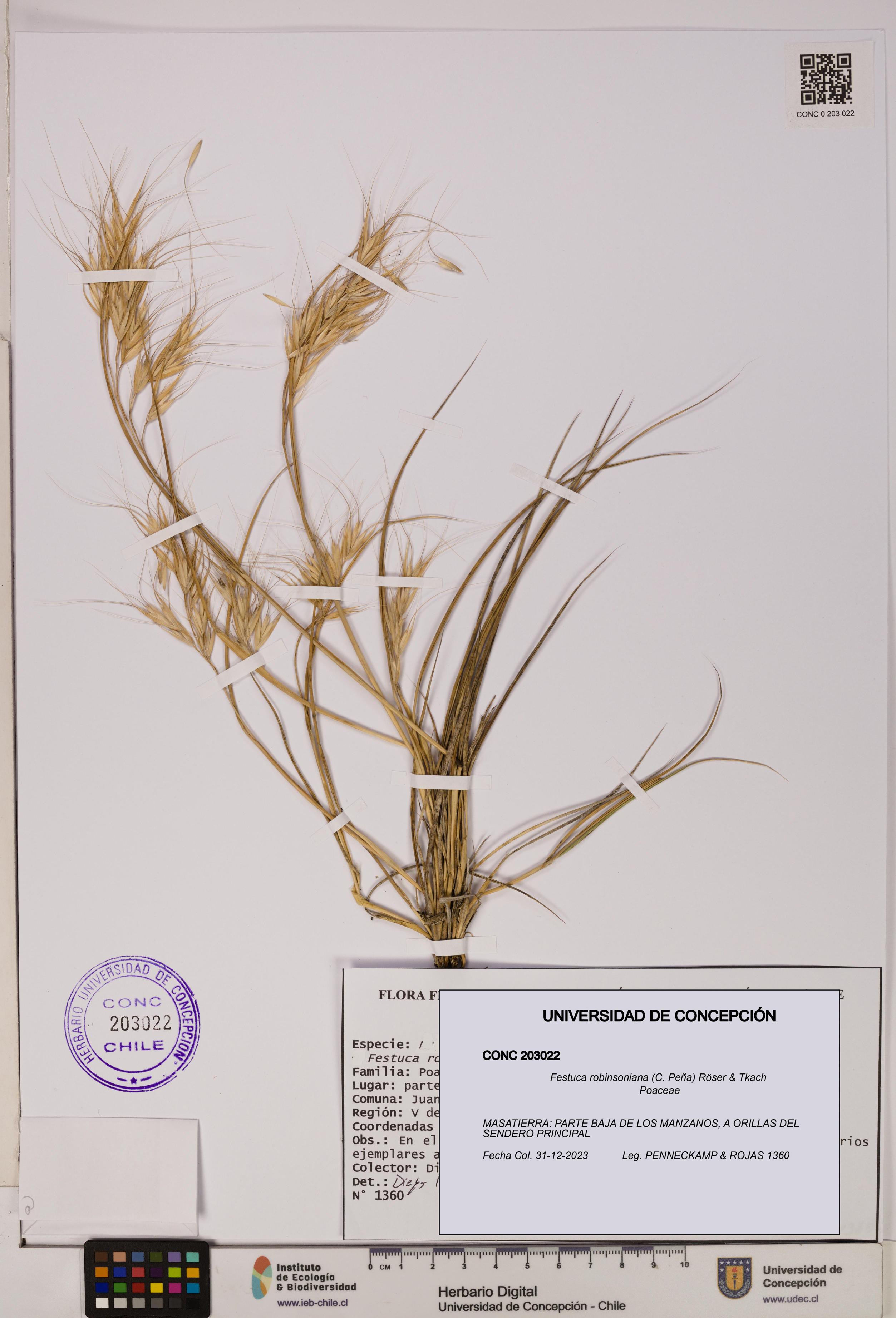 Festuca robinsoniana [Espécimen: ]