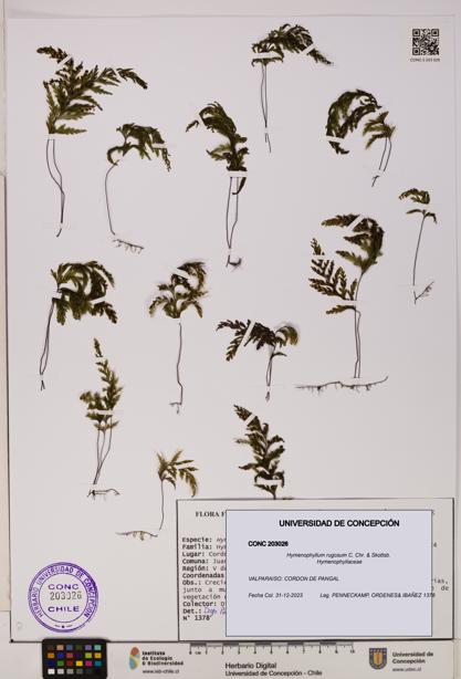 Hymenophyllum rugosum [Espécimen: UDEC:CONC:0203026]
