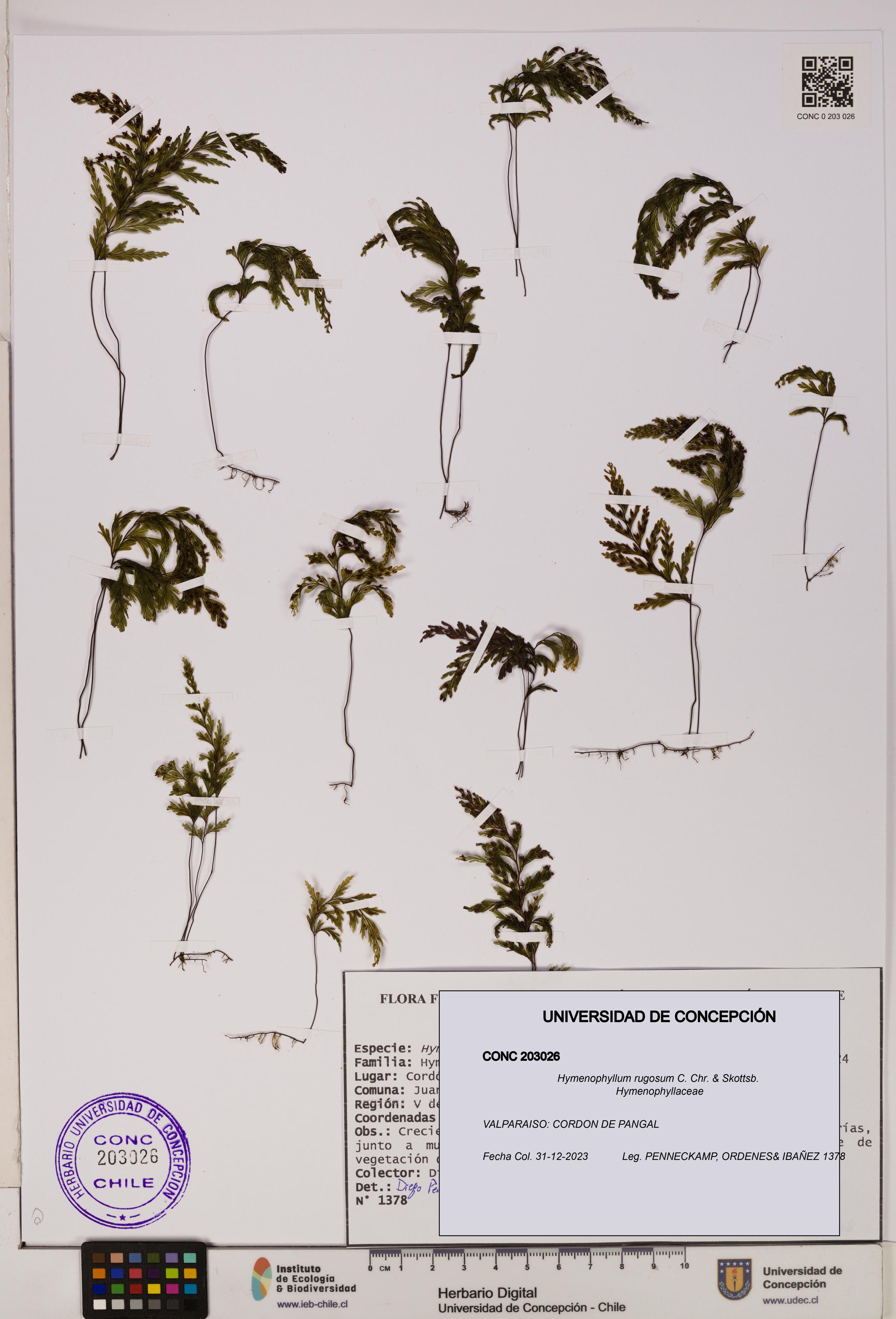 Hymenophyllum rugosum [Espécimen: UDEC:CONC:0203026]