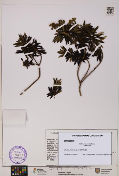 Robinsonia gracilis [Espécimen: ]