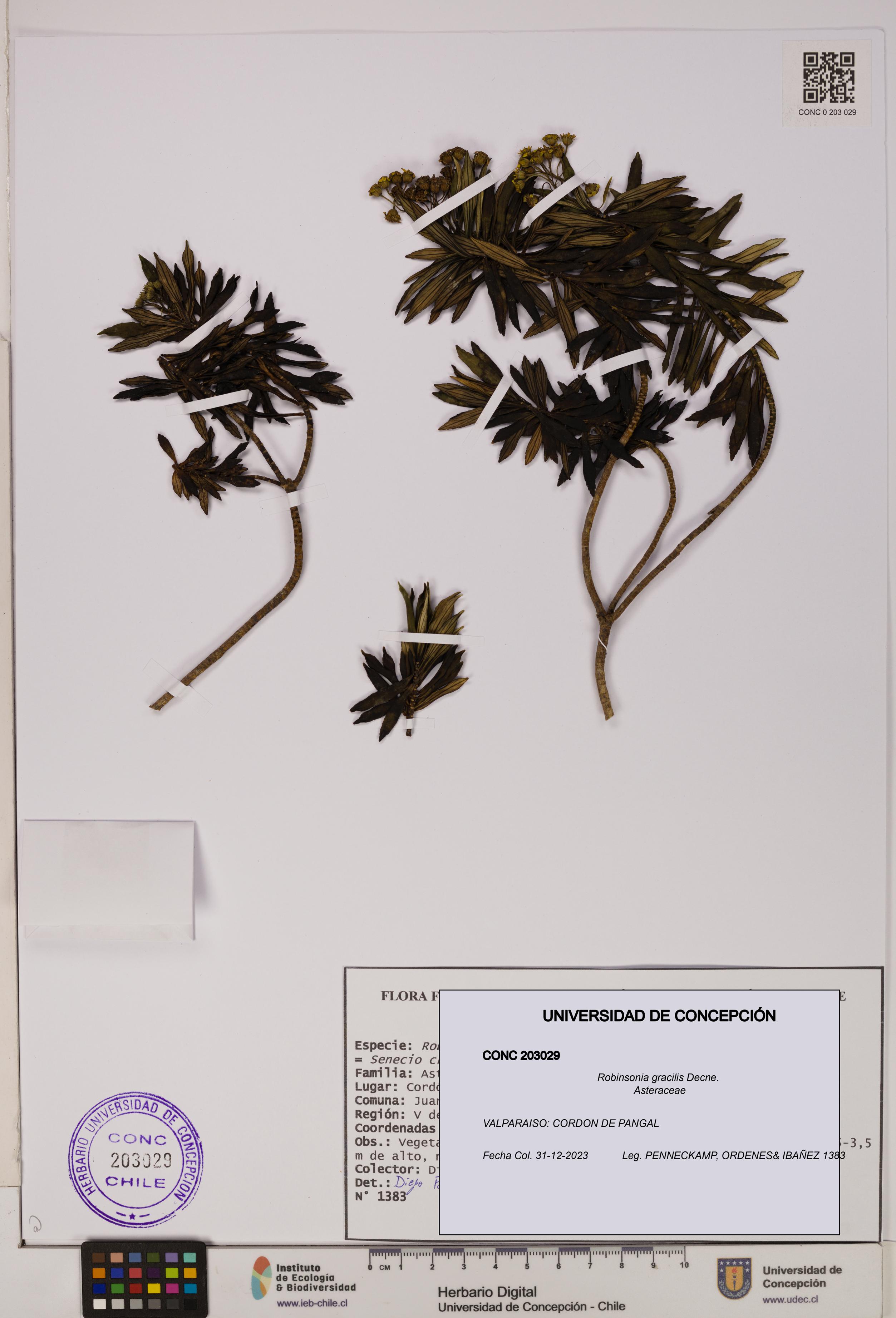 Robinsonia gracilis [Espécimen: ]