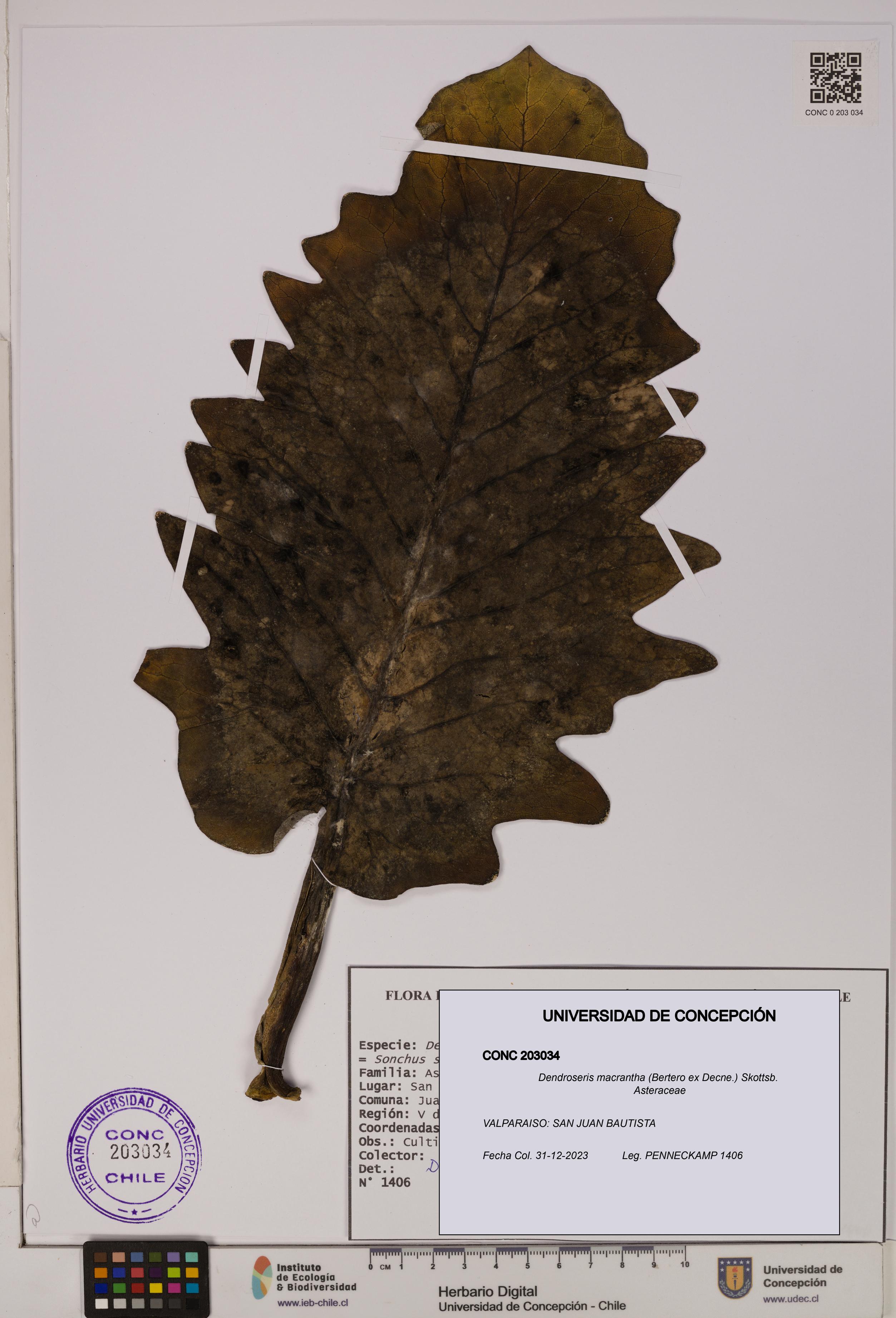 Dendroseris macrantha [Espécimen: UDEC:CONC:0203034]