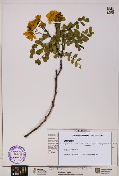 Senna cumingii var. coquimbensis [Espécimen: UDEC:CONC:0203035]