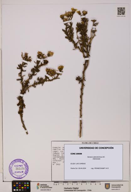 Senecio adenotrichius [Espécimen: UDEC:CONC:0203036]