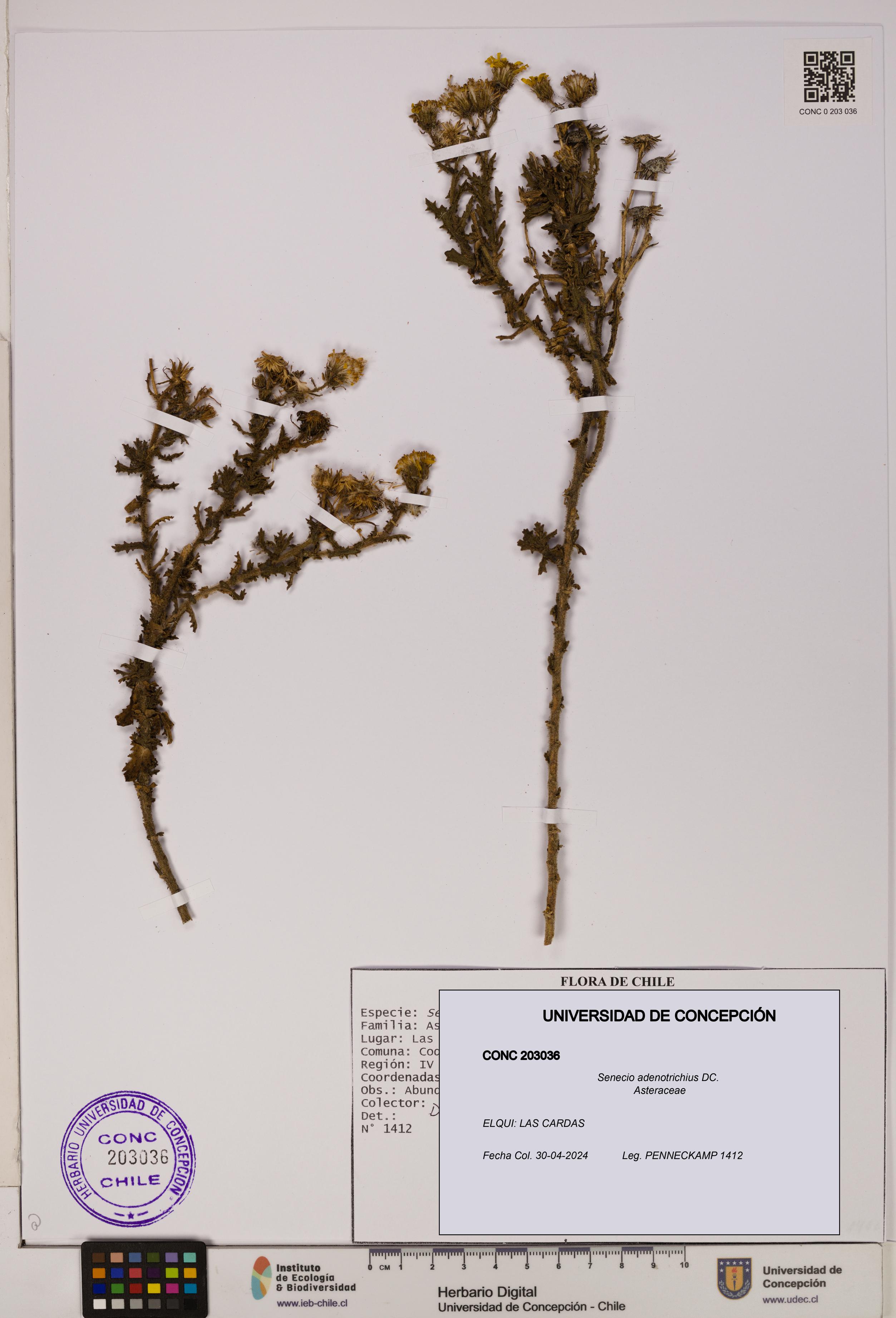Senecio adenotrichius [Espécimen: UDEC:CONC:0203036]
