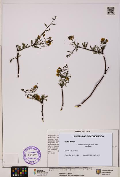 Adesmia microphylla [Espécimen: UDEC:CONC:0203037]