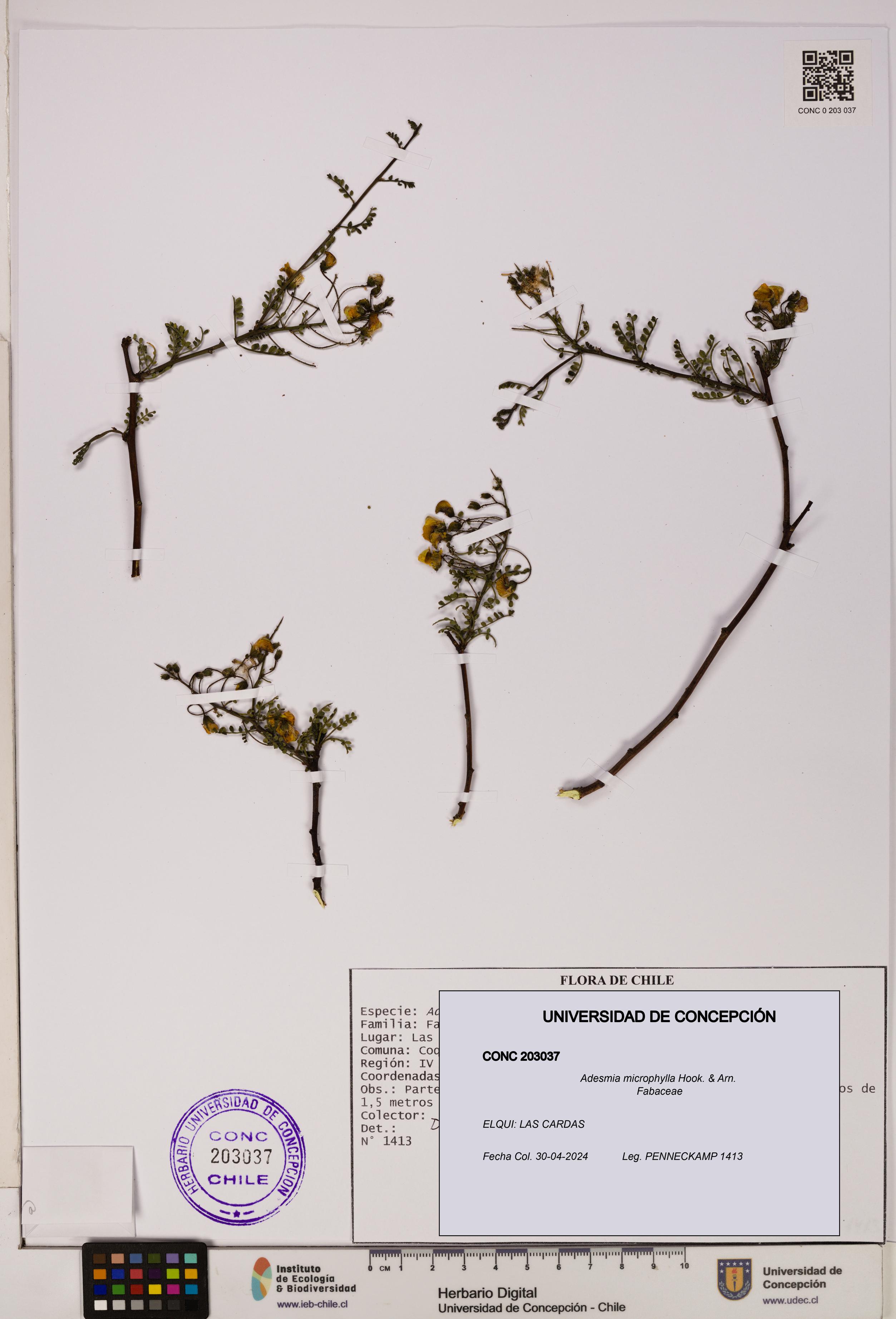 Adesmia microphylla [Espécimen: UDEC:CONC:0203037]