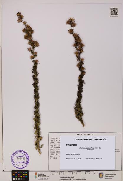 Haplopappus parvifolius [Espécimen: UDEC:CONC:0203039]