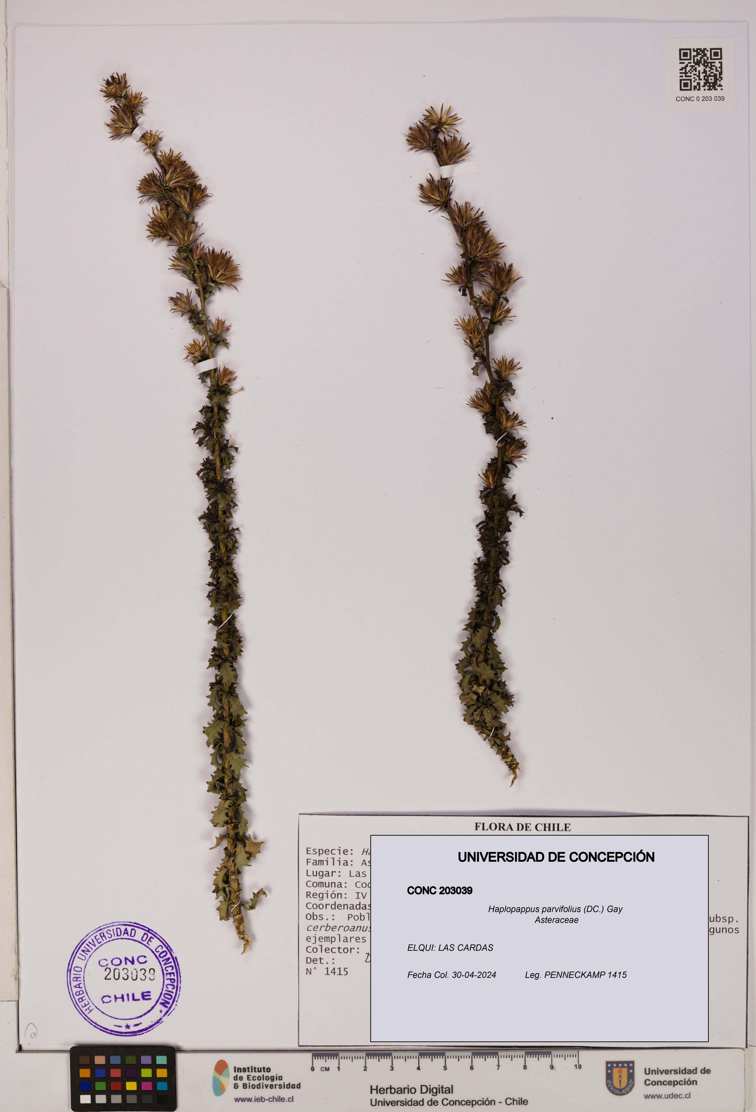 Haplopappus parvifolius [Espécimen: UDEC:CONC:0203039]