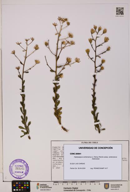 Haplopappus cerberoanus subsp. cerberoanus [Espécimen: UDEC:CONC:0203041]