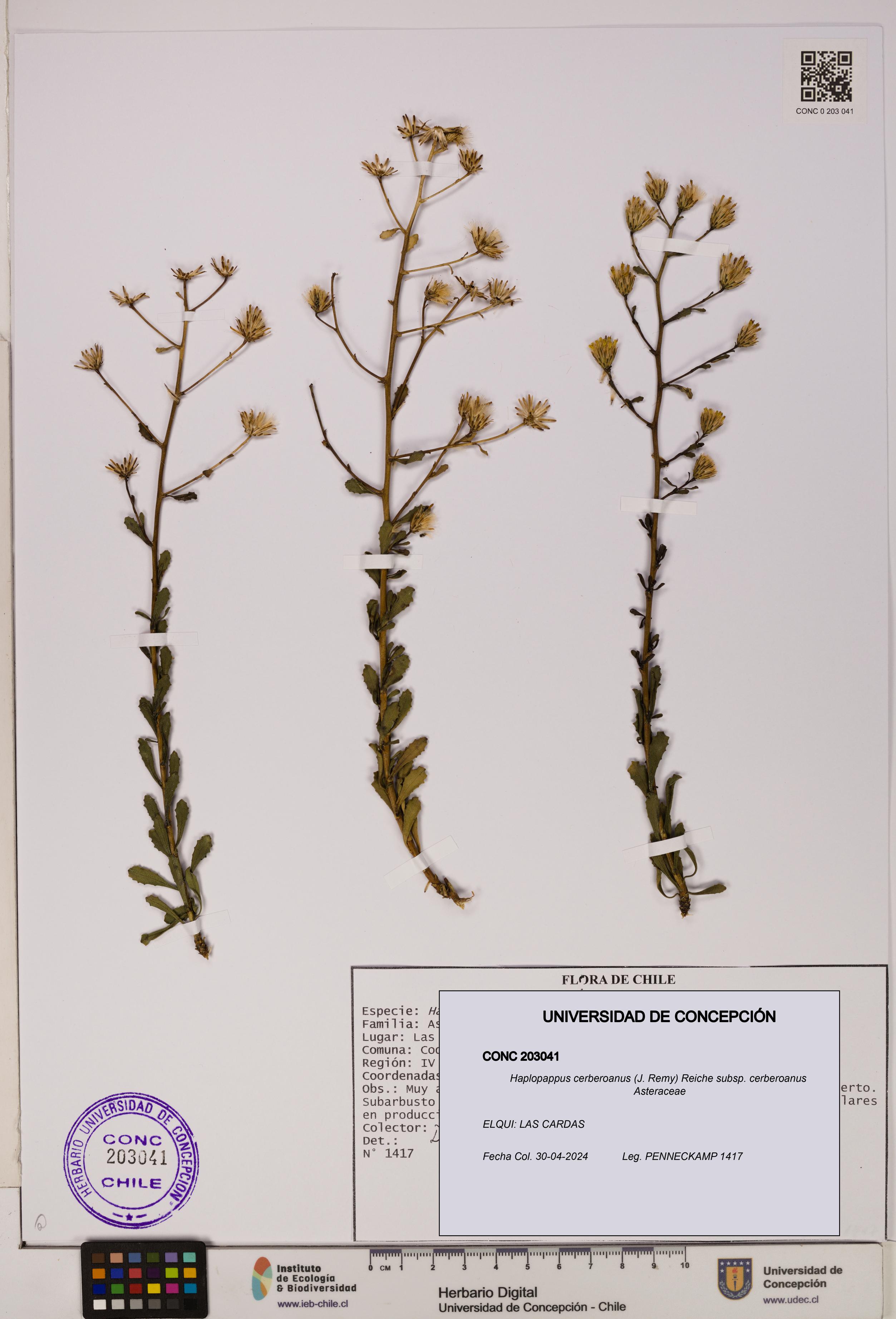 Haplopappus cerberoanus subsp. cerberoanus [Espécimen: UDEC:CONC:0203041]