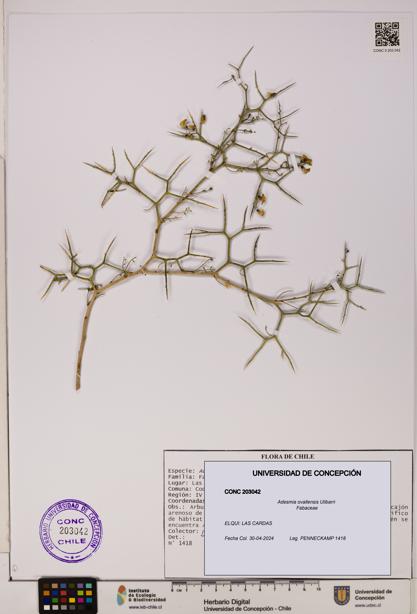 Adesmia ovallensis [Espécimen: UDEC:CONC:0203042]