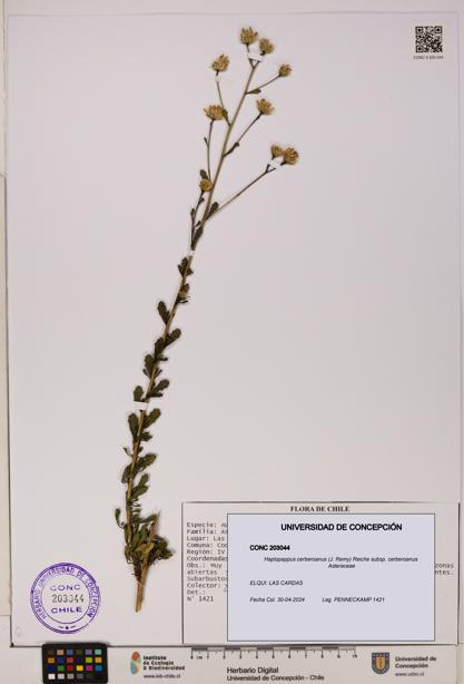 Haplopappus cerberoanus subsp. cerberoanus [Espécimen: UDEC:CONC:0203044]