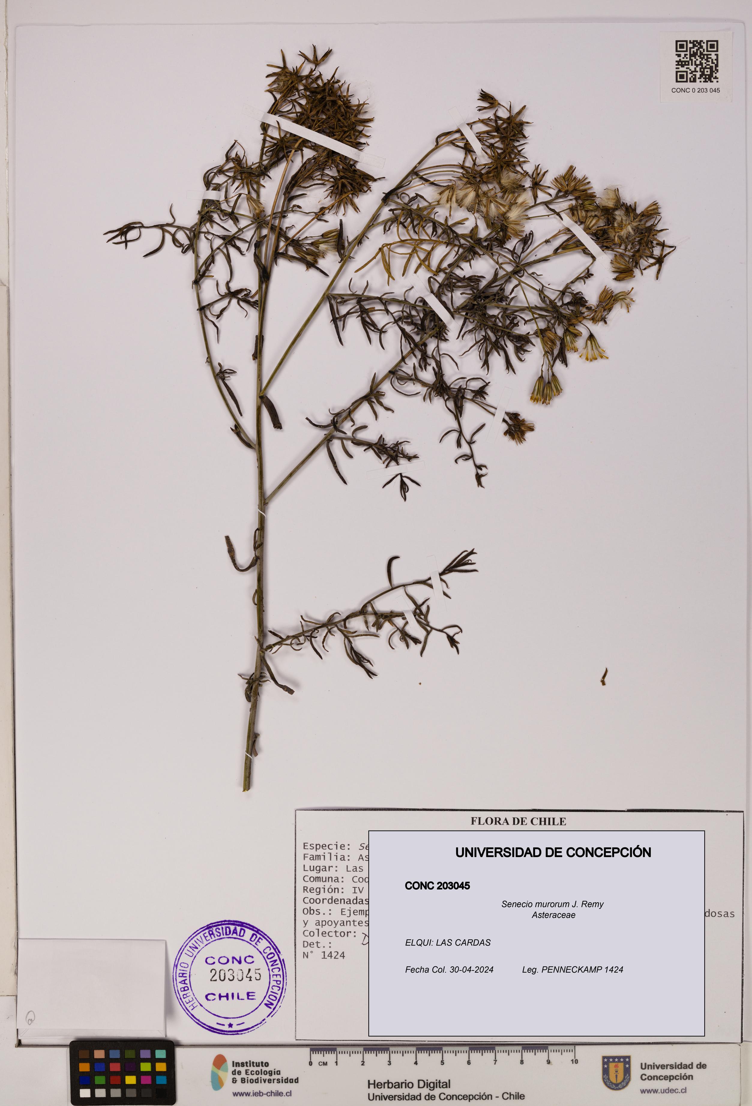 Senecio murorum [Espécimen: UDEC:CONC:0203045]