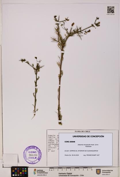Adesmia microphylla [Espécimen: UDEC:CONC:0203048]