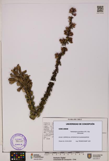 Haplopappus parvifolius [Espécimen: UDEC:CONC:0203049]
