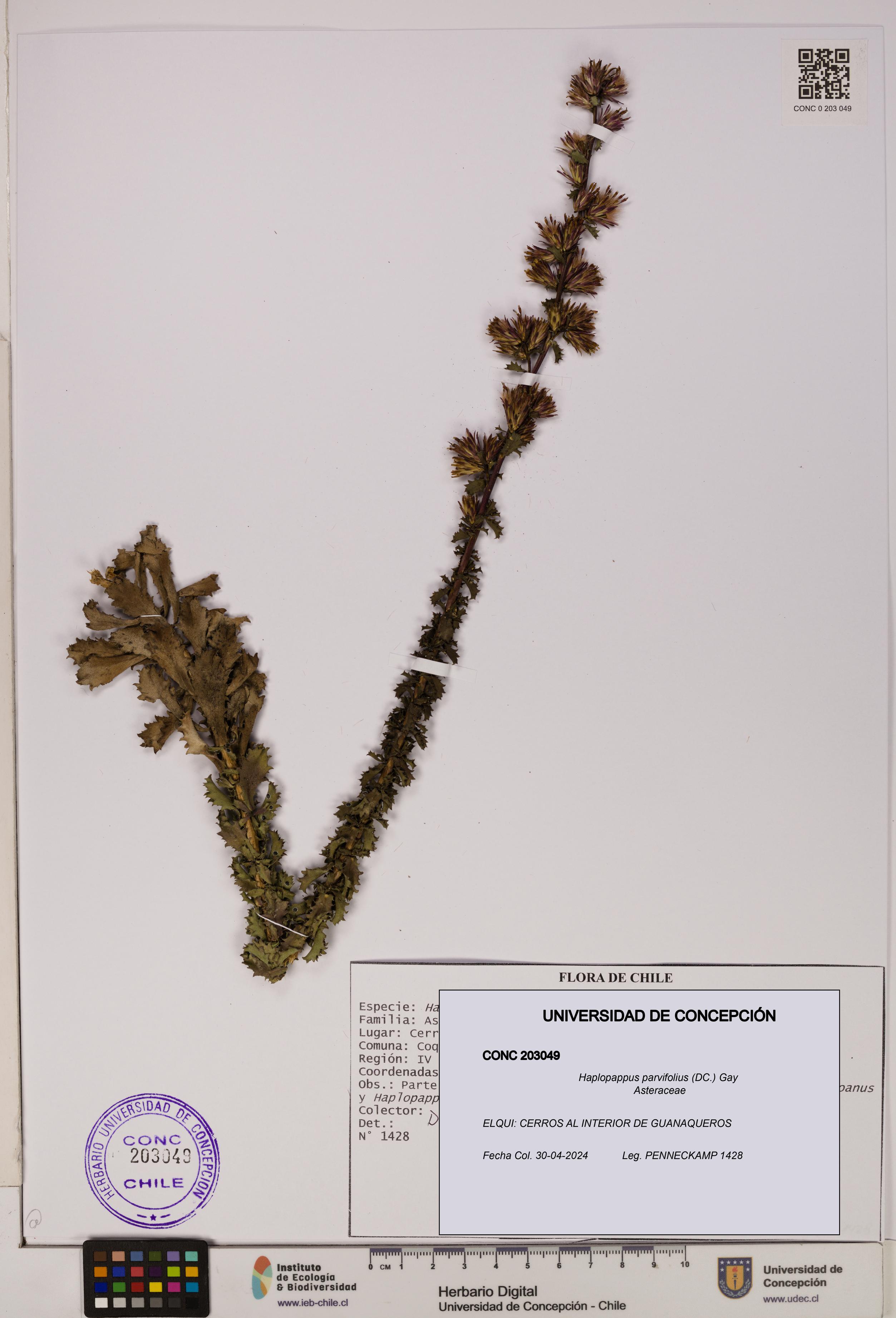 Haplopappus parvifolius [Espécimen: UDEC:CONC:0203049]
