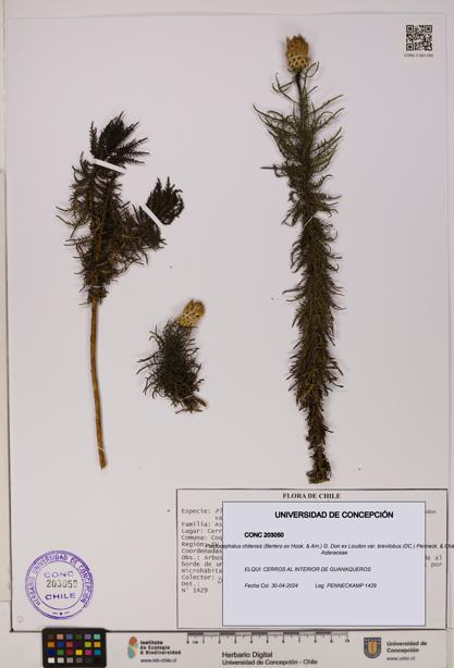 Plectocephalus chilensis var. brevilobus [Espécimen: UDEC:CONC:0203050]