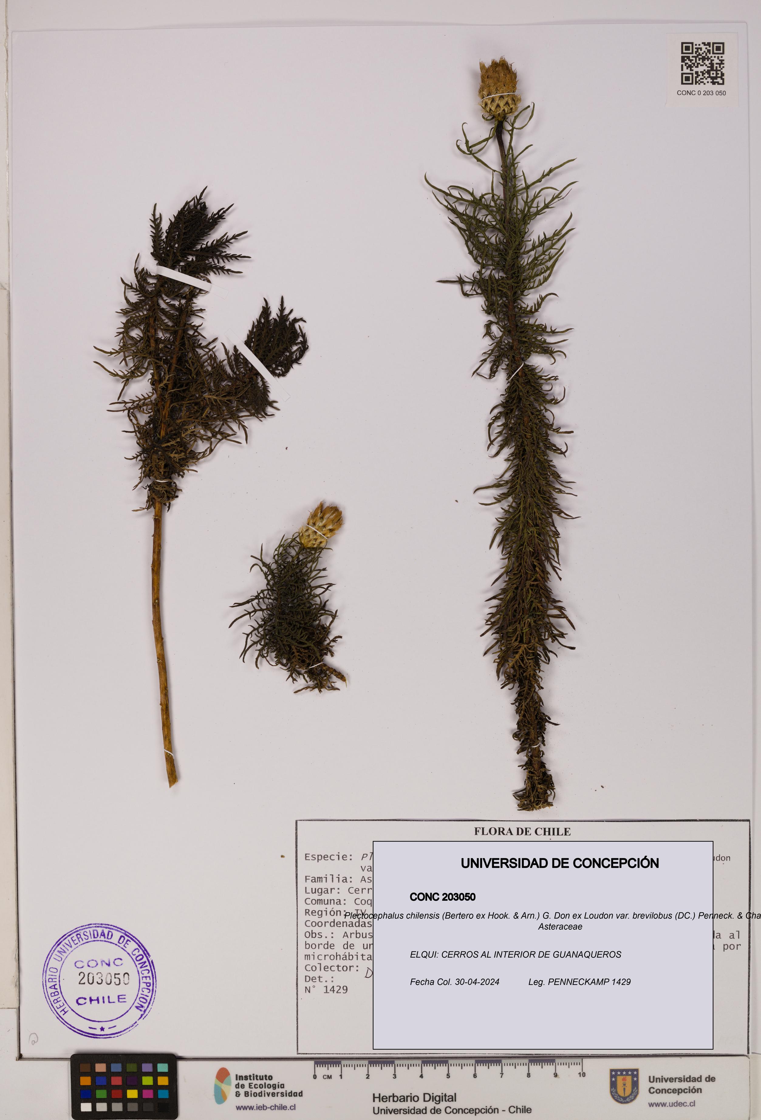 Plectocephalus chilensis var. brevilobus [Espécimen: UDEC:CONC:0203050]