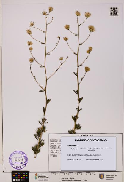 Haplopappus cerberoanus subsp. cerberoanus [Espécimen: UDEC:CONC:0203051]