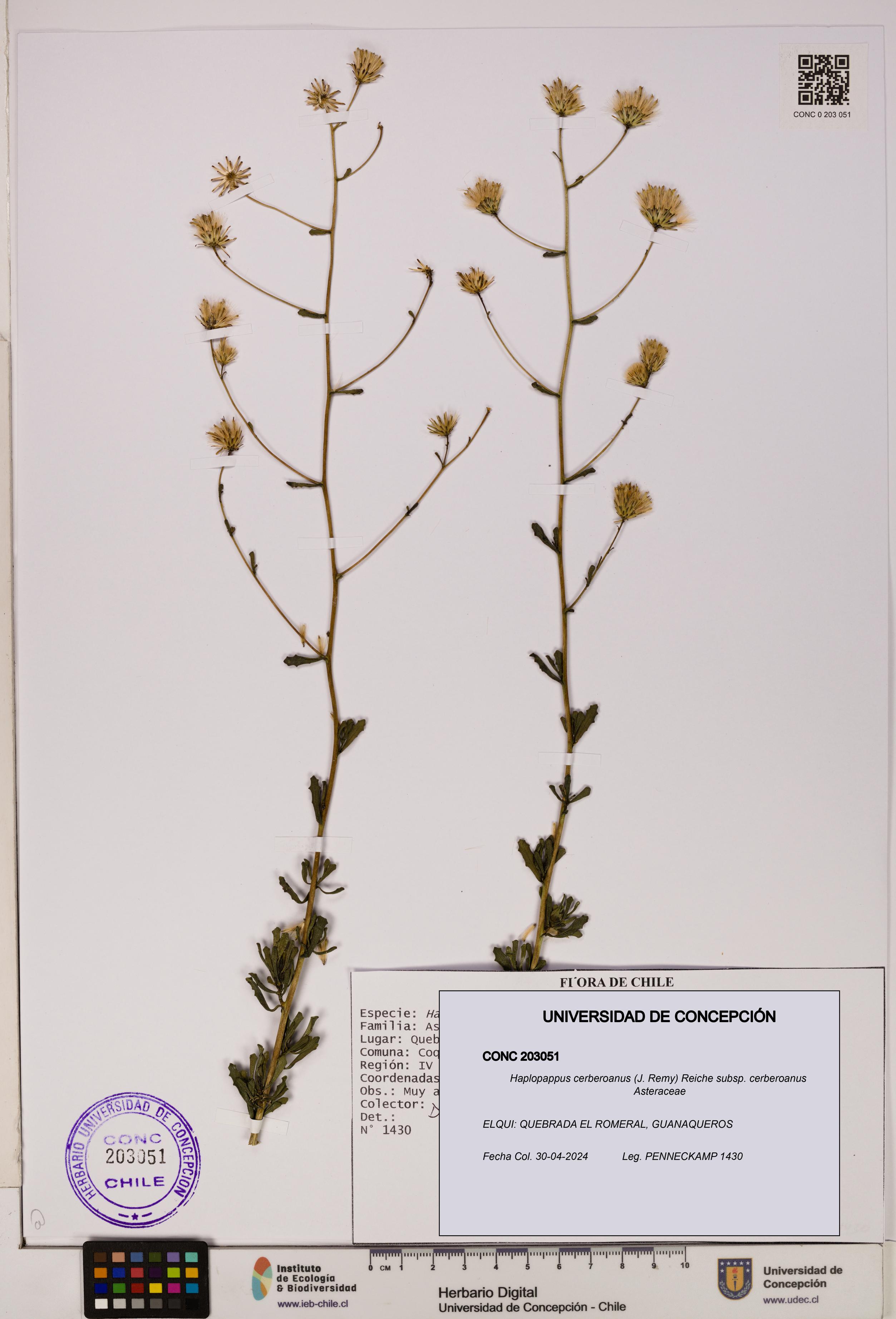 Haplopappus cerberoanus subsp. cerberoanus [Espécimen: UDEC:CONC:0203051]