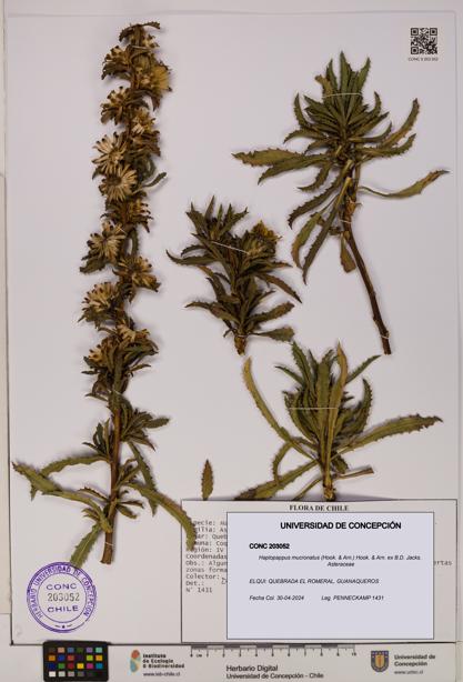 Haplopappus mucronatus [Espécimen: UDEC:CONC:0203052]
