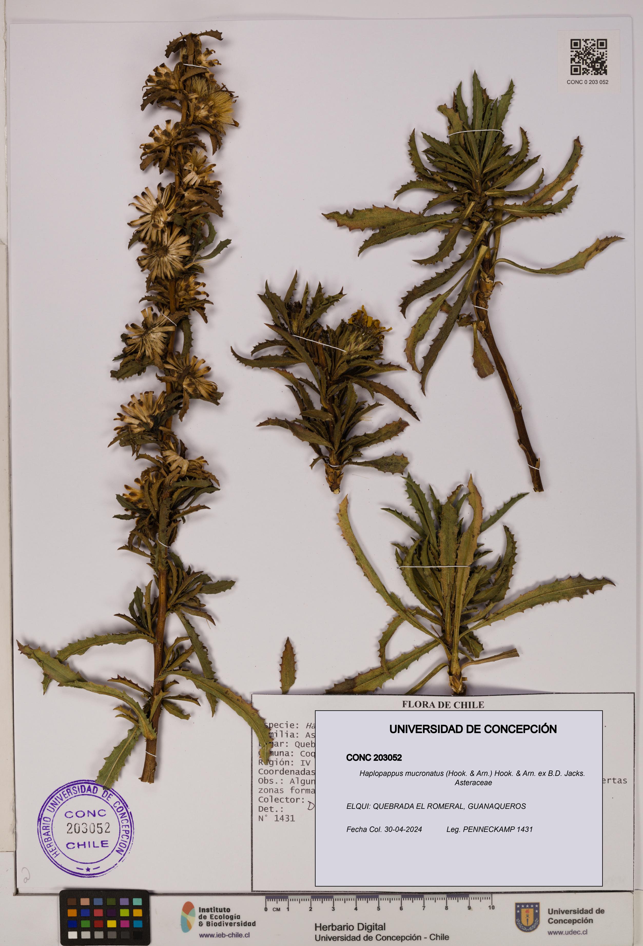 Haplopappus mucronatus [Espécimen: UDEC:CONC:0203052]