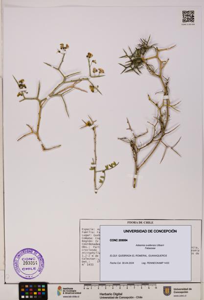 Adesmia ovallensis [Espécimen: UDEC:CONC:0203054]