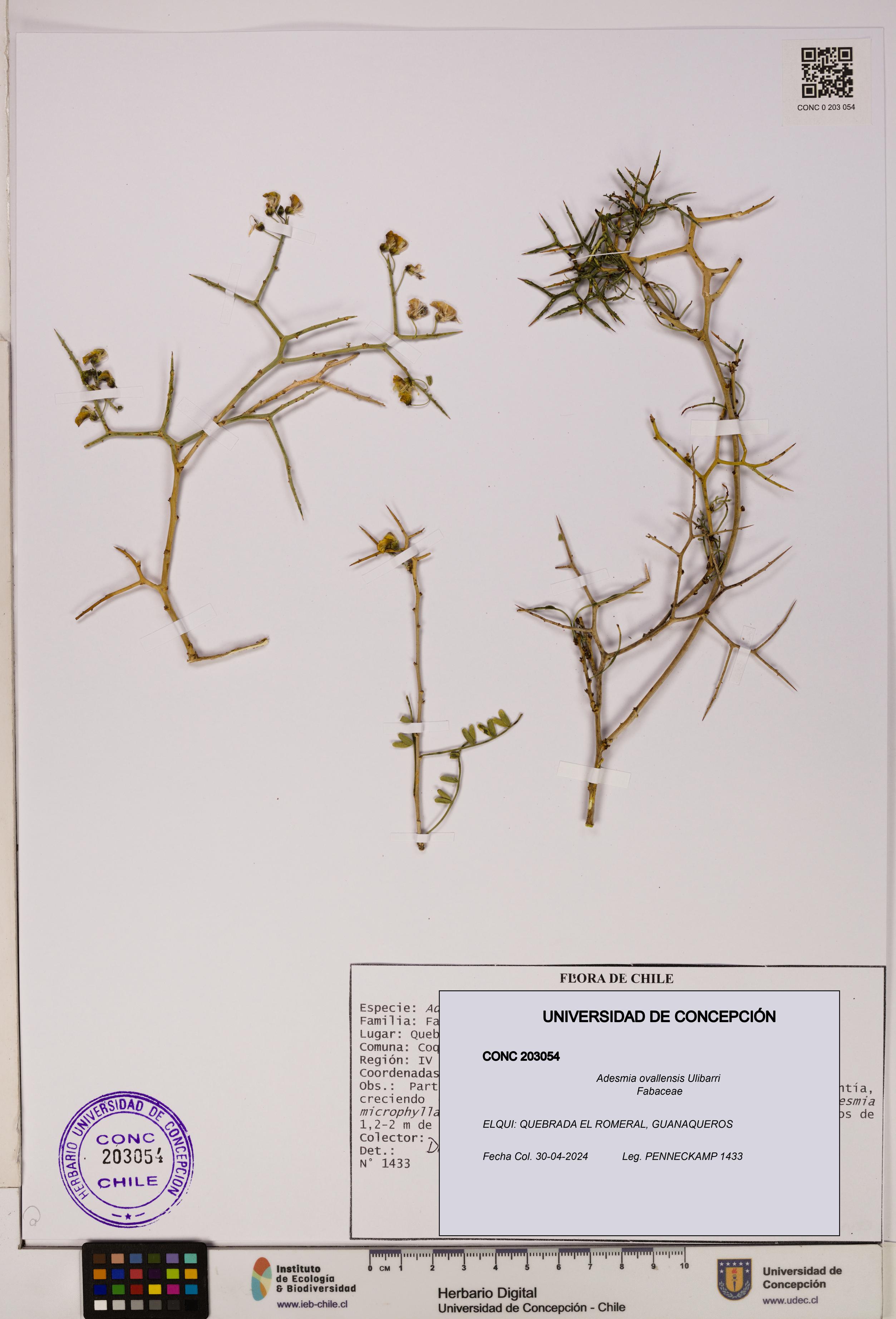 Adesmia ovallensis [Espécimen: UDEC:CONC:0203054]