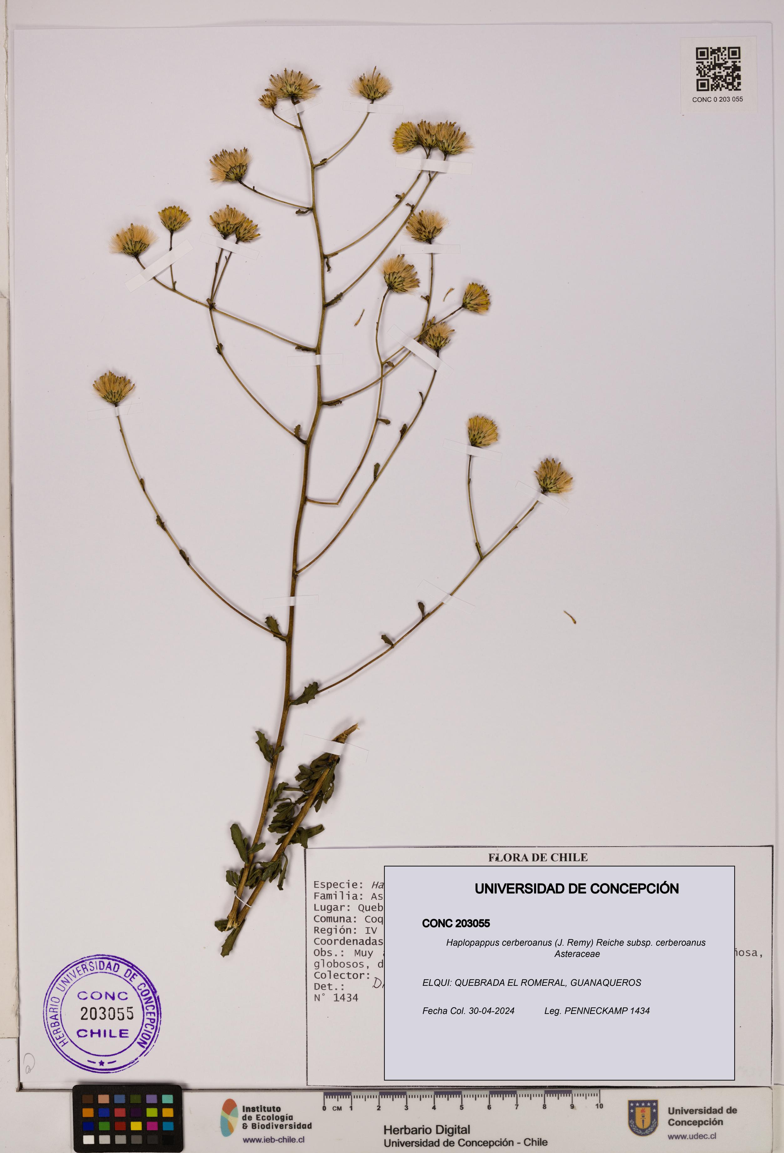 Haplopappus cerberoanus subsp. cerberoanus [Espécimen: UDEC:CONC:0203055]