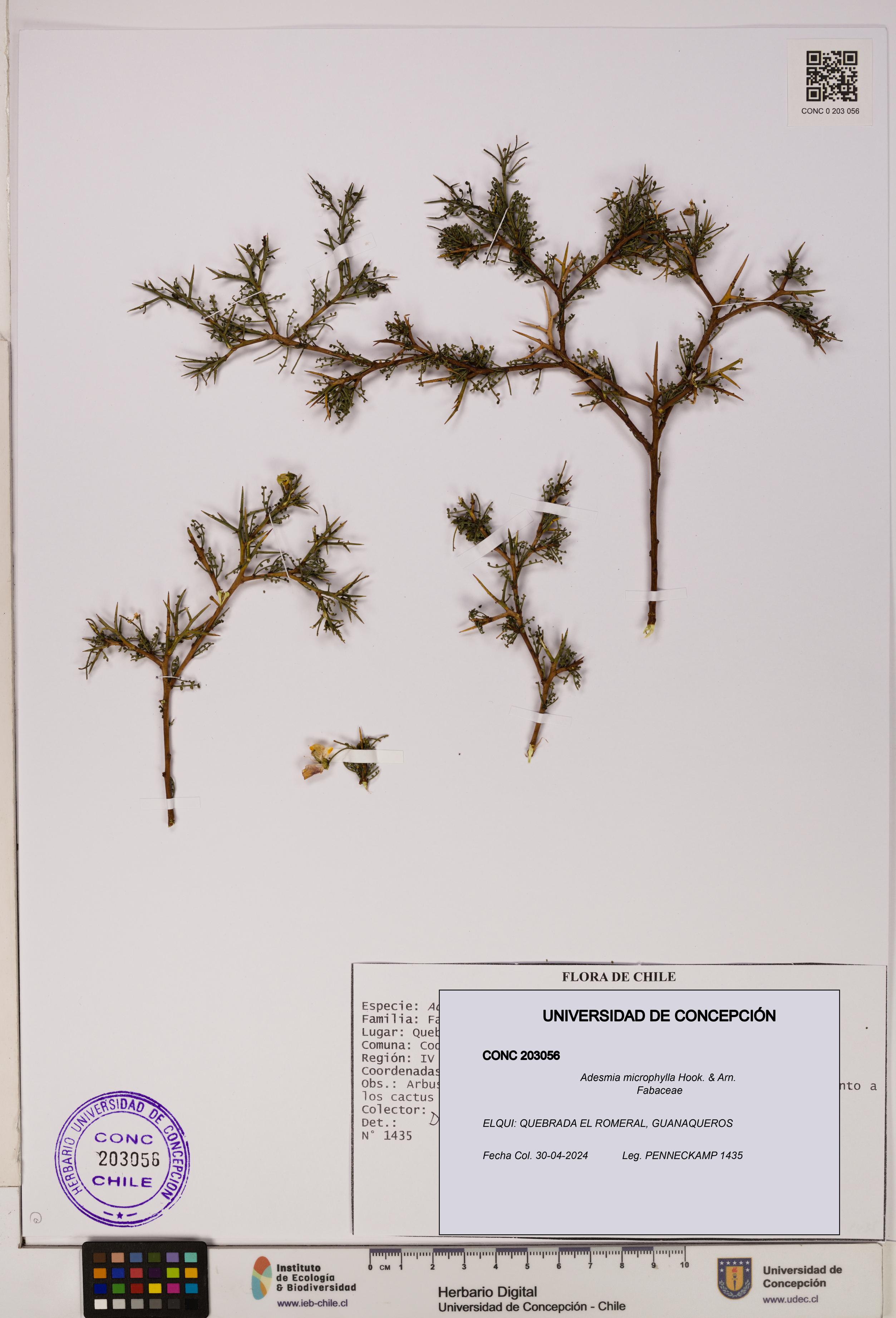 Adesmia microphylla [Espécimen: UDEC:CONC:0203056]