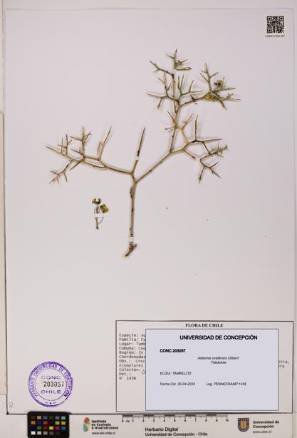 Adesmia ovallensis [Espécimen: UDEC:CONC:0203057]