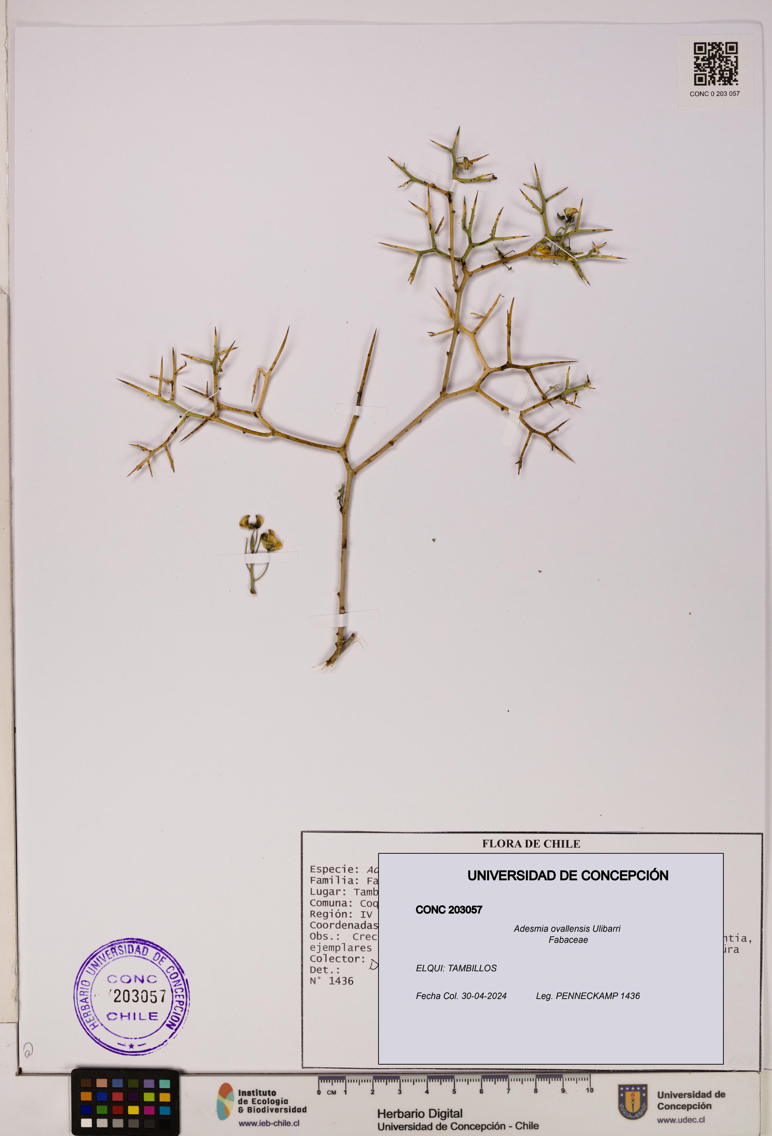 Adesmia ovallensis [Espécimen: UDEC:CONC:0203057]