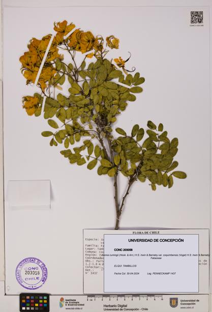 Senna cumingii var. coquimbensis [Espécimen: UDEC:CONC:0203058]