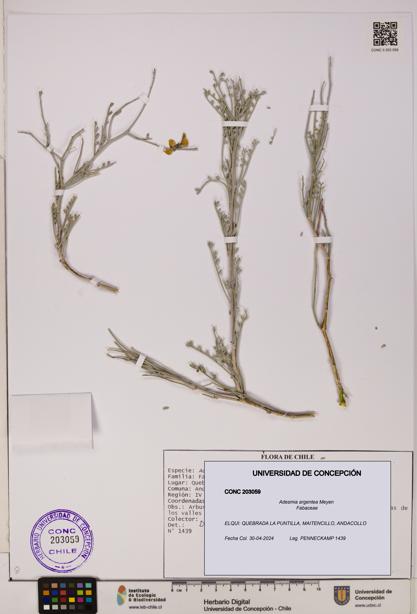 Adesmia argentea [Espécimen: UDEC:CONC:0203059]