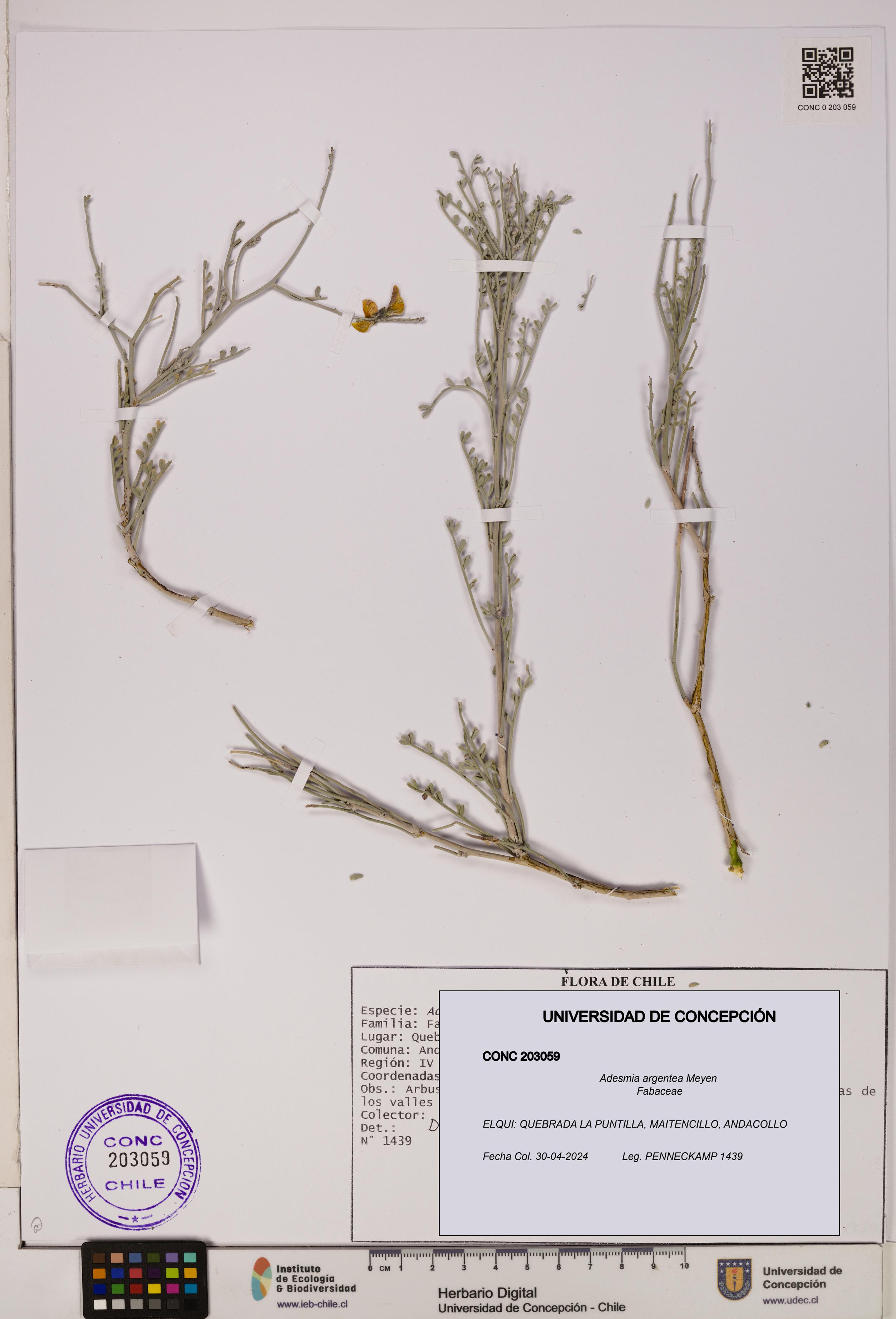 Adesmia argentea [Espécimen: UDEC:CONC:0203059]