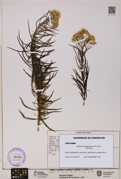 Baccharis salicifolia [Espécimen: UDEC:CONC:0203060]